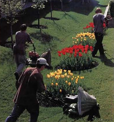 Mowing is a Breeze in Calgary, first seen in Walker Talk Vol. 12